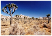 13 - Joshua Tree NP (5)